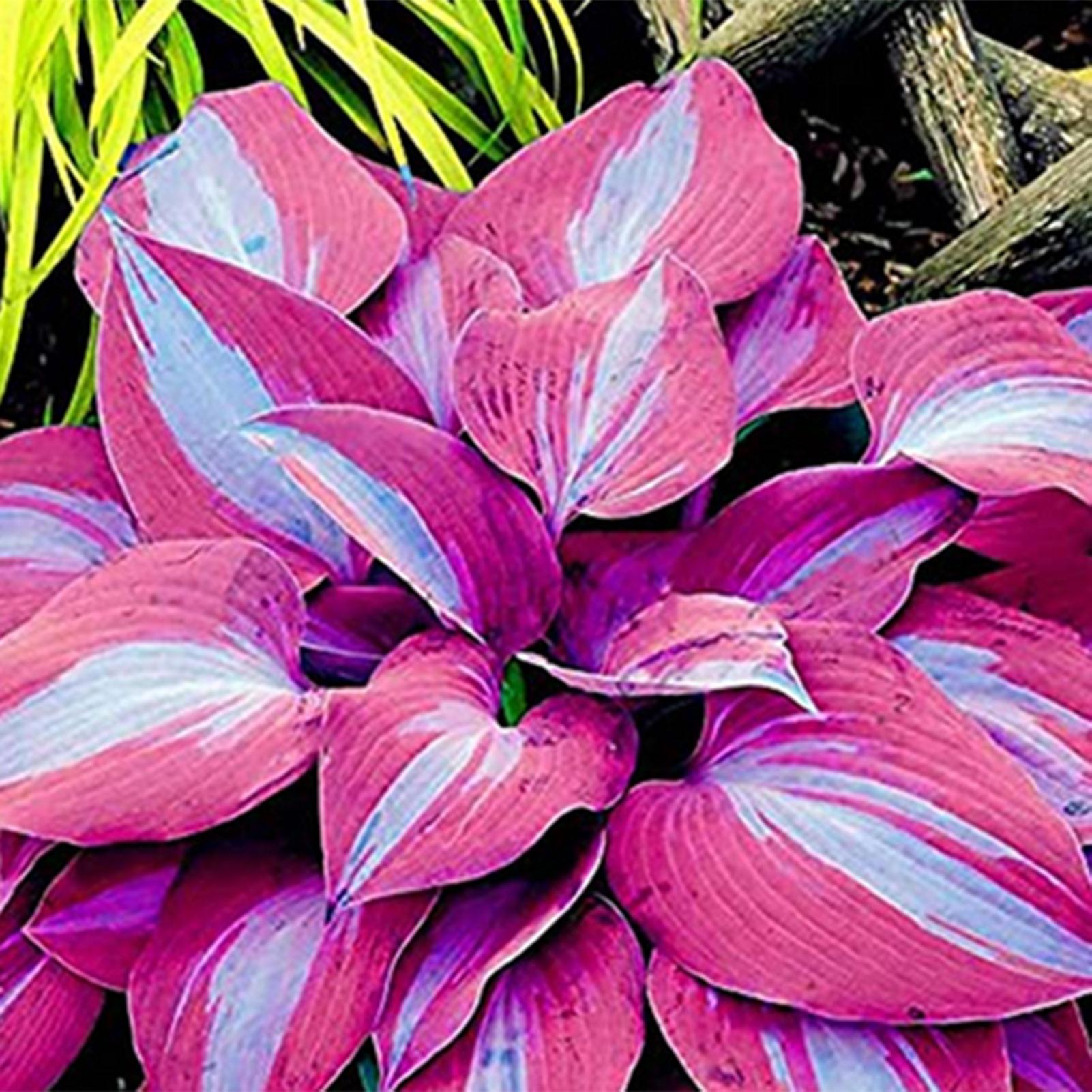 Auleset 1 Bag Hosta Seed Aesthetic Easy Grow 3 Colors Natural Flower Seed for Garden Purple-White Hosta Seeds