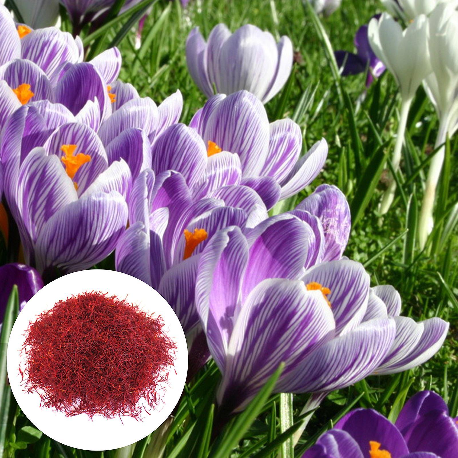 SIJIALI 200Pcs Saffron Crocus Seeds for Garden