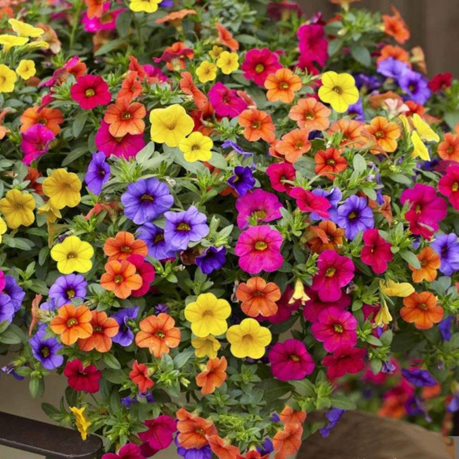 SIJIALI 200Pcs Petunia Seeds Colorful DIY Premium Spreading Low Growing Petunias Seeds for Household