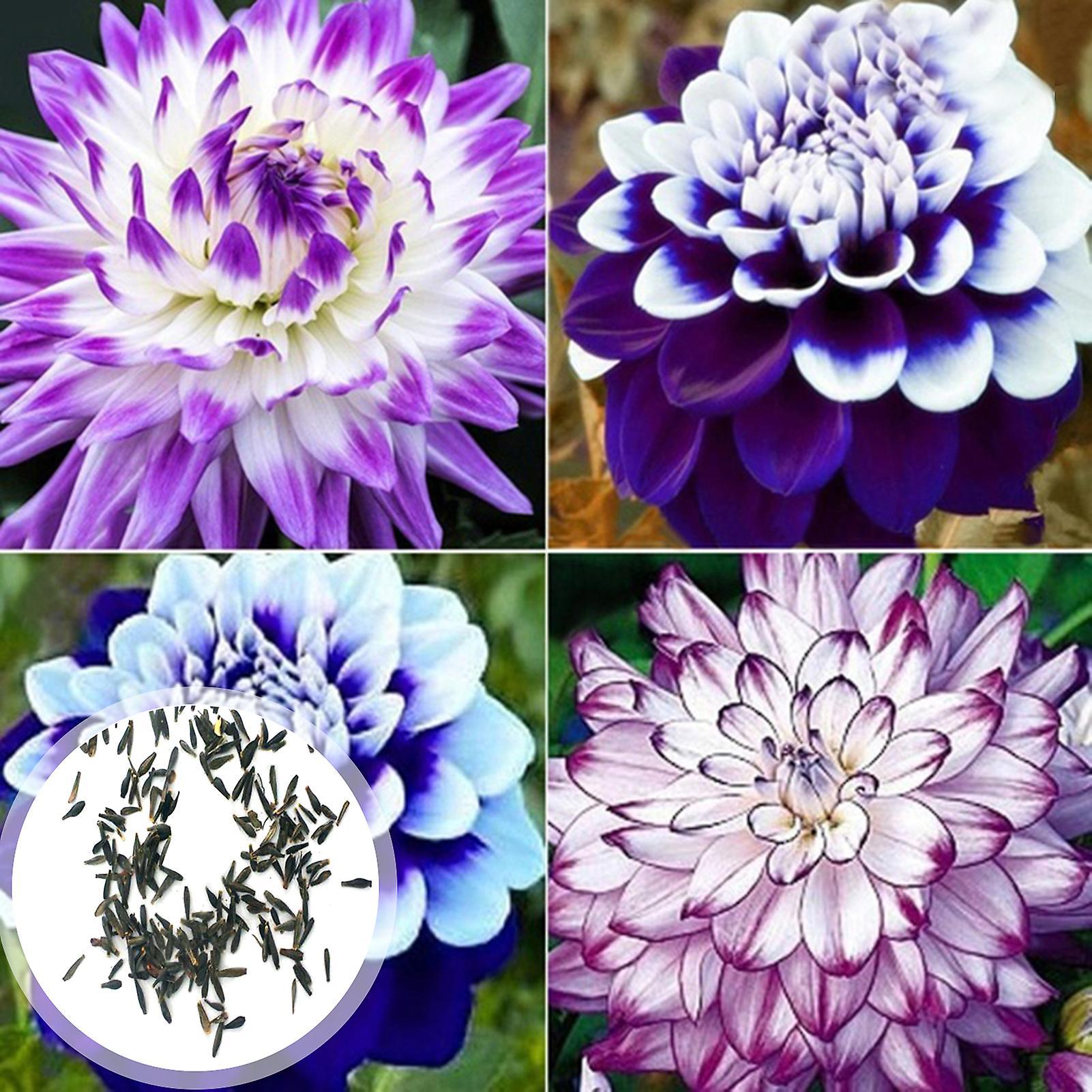 SIJIALI 100Pcs Dahlia Seeds Glorious Non-GMO Colorful Bloom Flower Seedlings for Garden