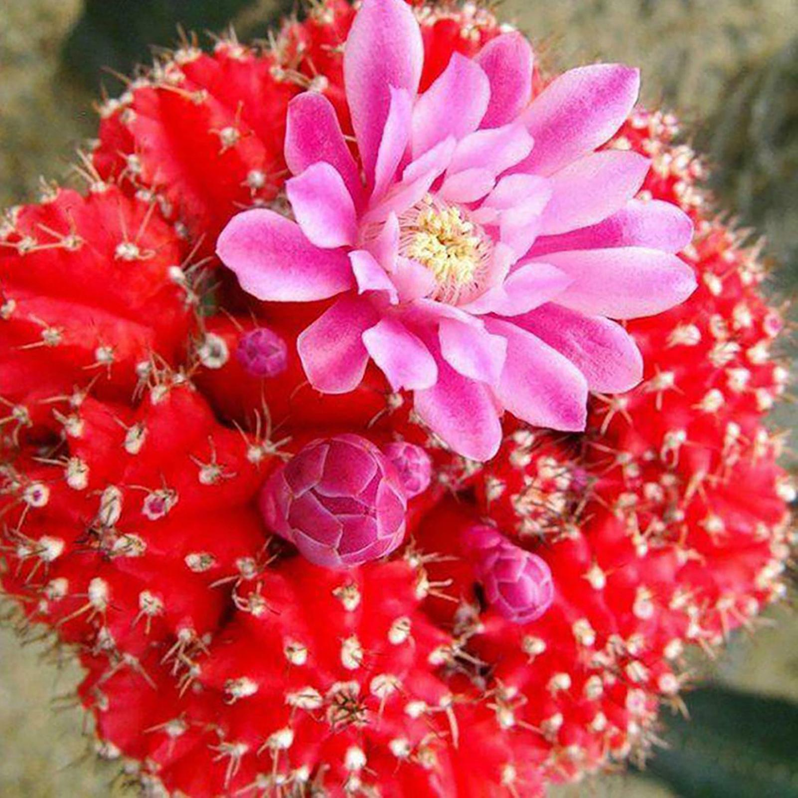 SIJIALI 100Pcs Cactus Seed Mini Easy Cultivating Lightweight Decorative Bonsai Seed for Greenhouse Cactus Seeds