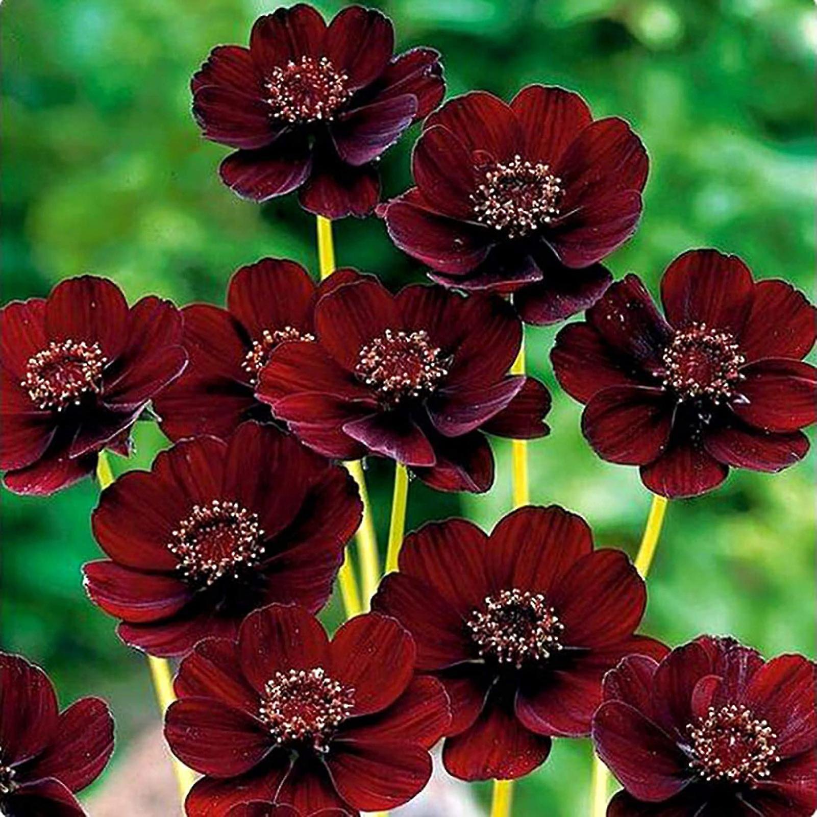 SIJIALI 100Pcs Chocolate Flower Seeds Rare Non GMO Novel Plant Eye-catching Small Plants Seeds for Home