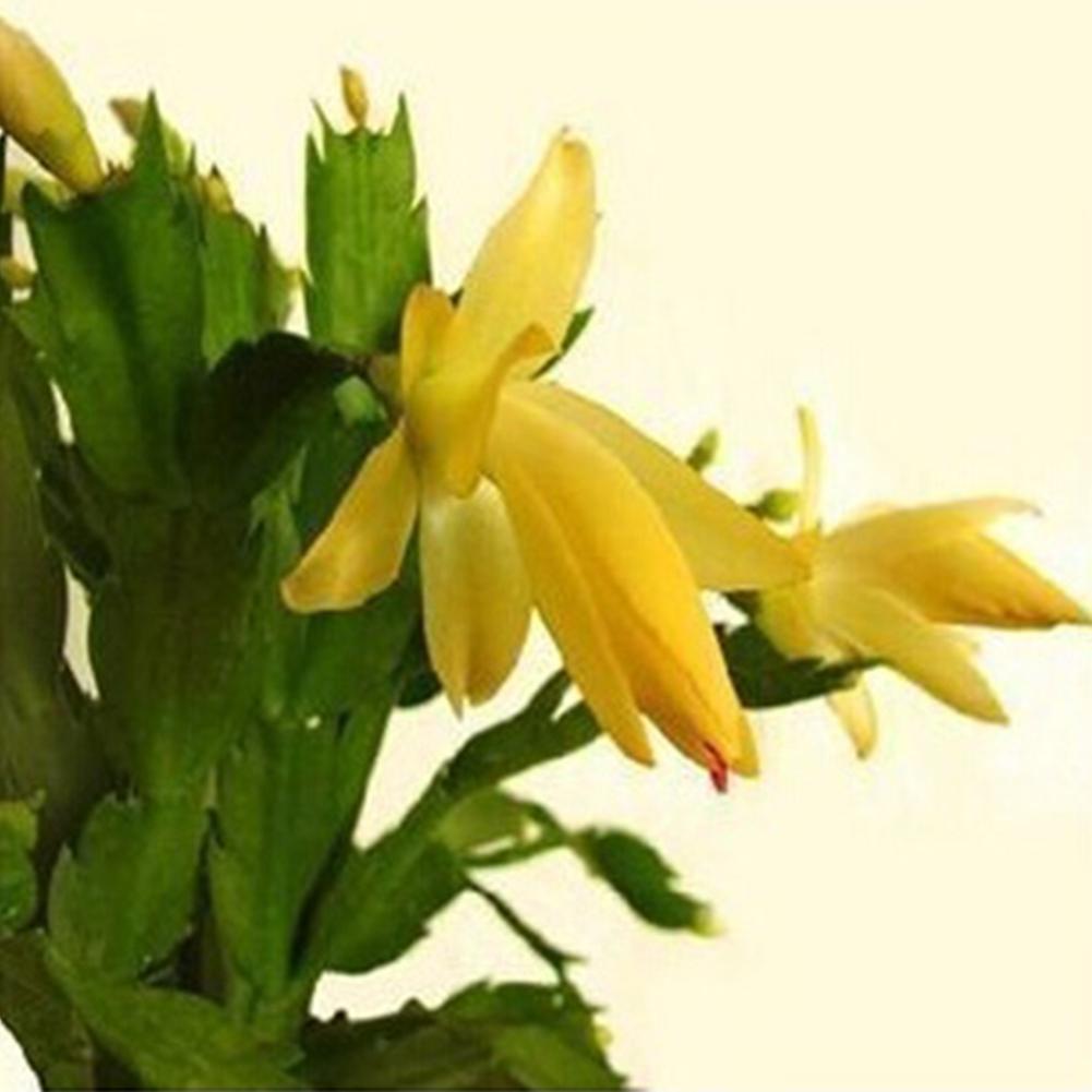 SIJIALI 20Pcs Schlumbergera Seeds Cactus Flower Pot Bonsai Garden Purifying Air Plant