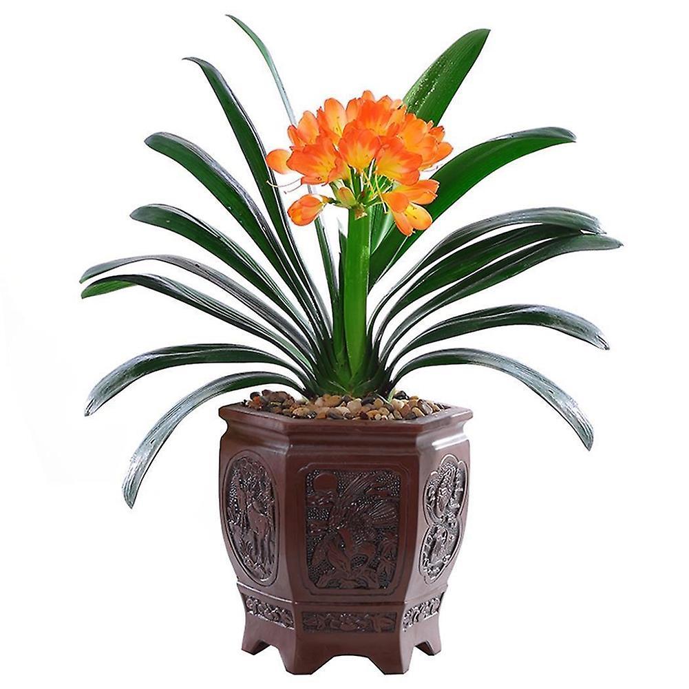 Auleset 20/30/50Pcs Clivia Seeds Indoor Planting Fragrant Blooming Potted Bonsai Flower 20Pcs Clivia Seeds