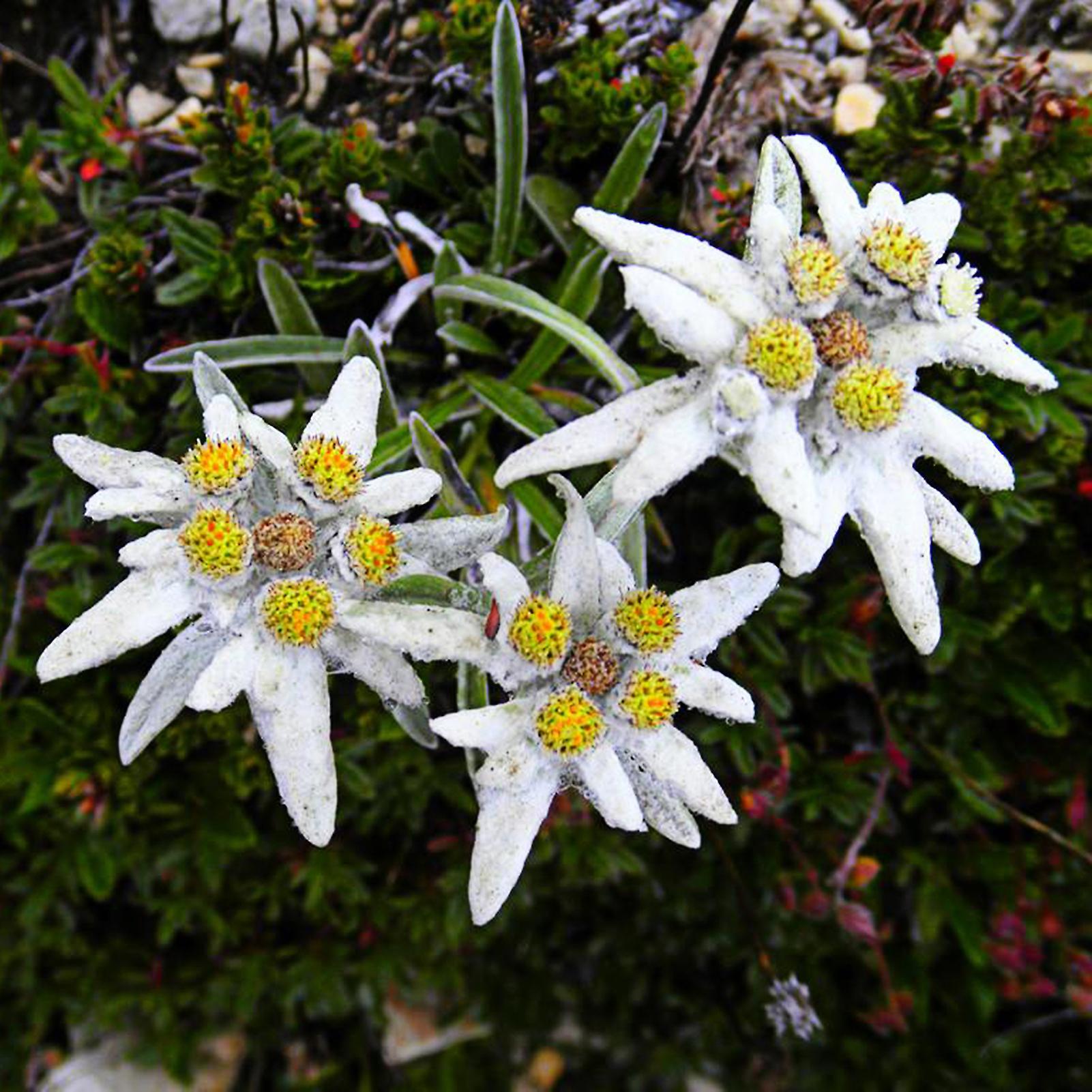 SIJIALI 50Pcs Edelweiss Seeds Perennial Cold-resistant Compact Rare Leontopodium Alpinum Seeds for Balcony