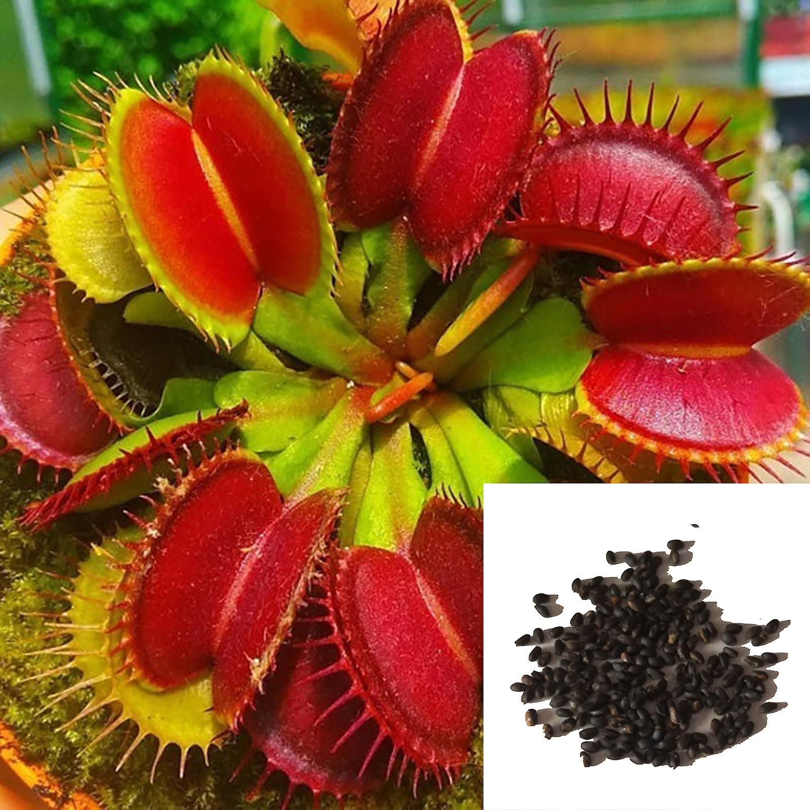 SIJIALI 100Pcs Venus Flytrap Seeds for Home Bonsai Garden Dionaea Seeds