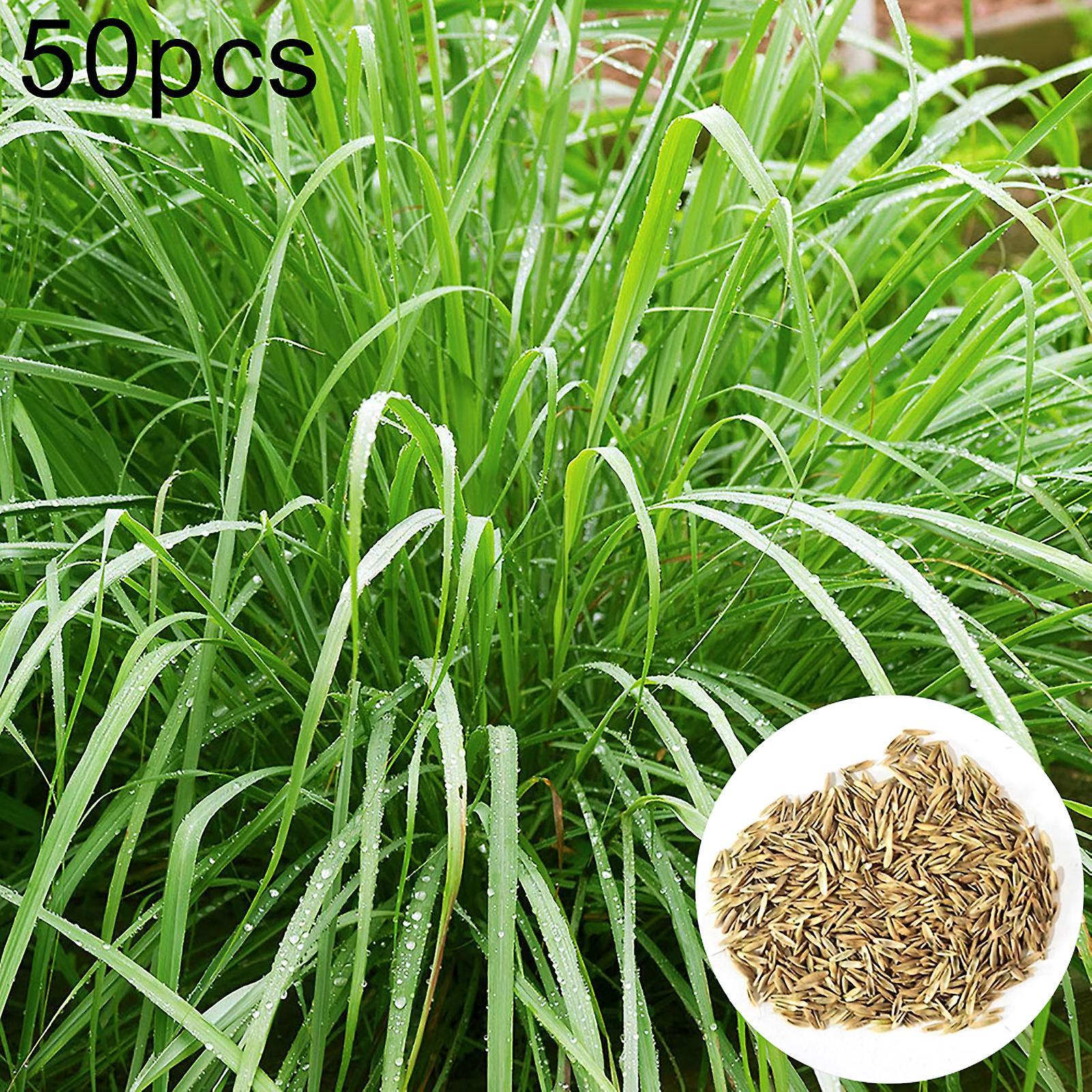 SIJIALI 50Pcs Lemongrass Herb Seeds Lemongrass Seeds