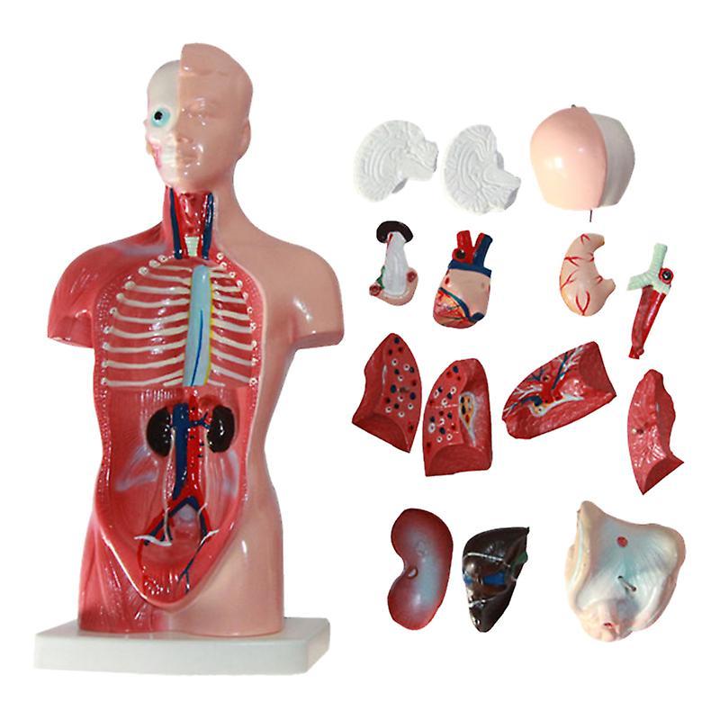 Fisheraw 15Pcs/Set Internal Organs Model Educational Anatomical Teaching Tool Anatomy Human Torso Body Model for Classroom