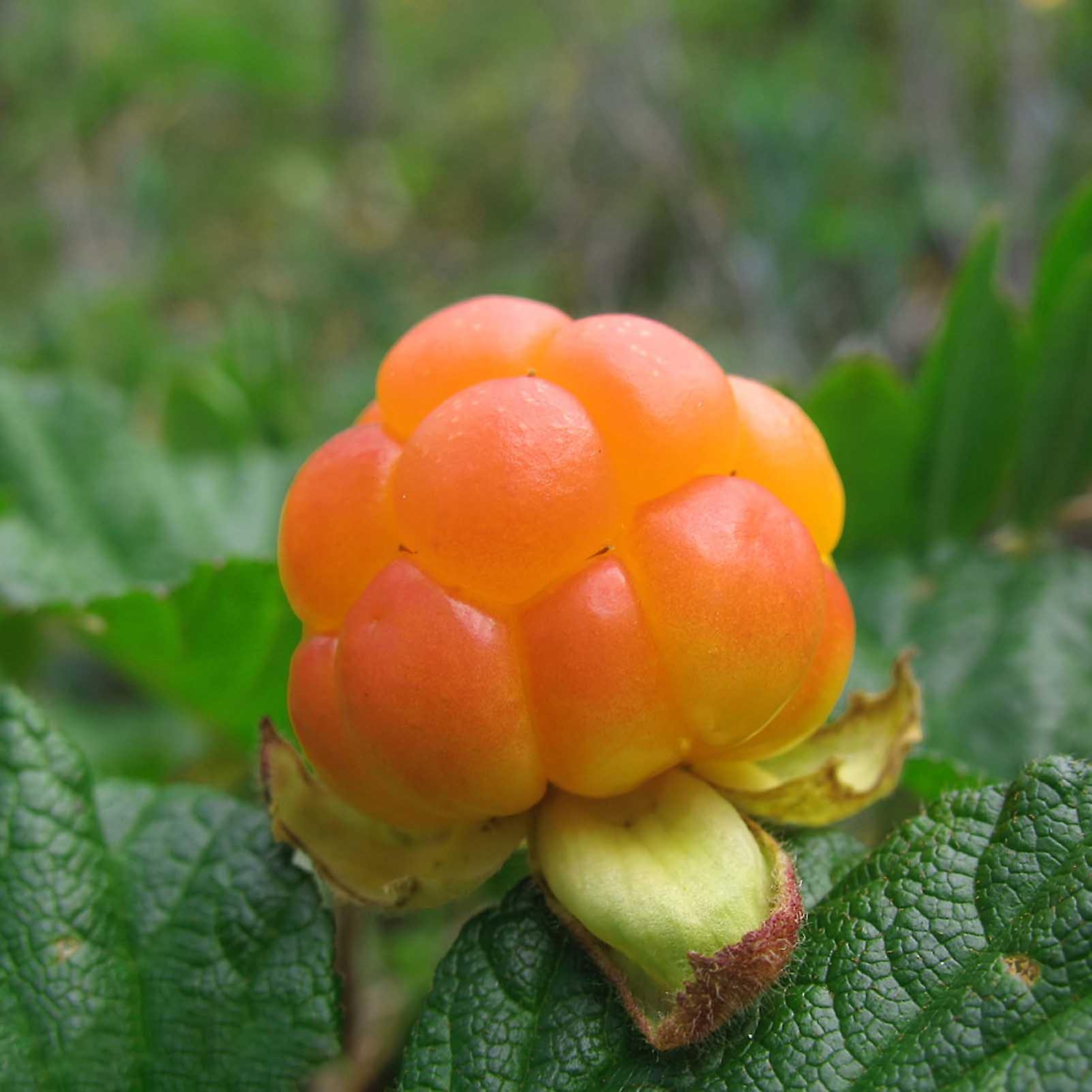 SIJIALI 50Pcs Seeds Eco-friendly Fast Growing Fresh Rubus Chamaemorus Fruit Seeds for Home