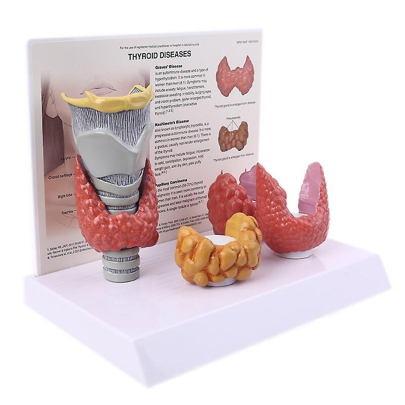 Scale Models Human Anatomical Thyroid Gland Model Pathology Anatomy Digestive System Display Study Teaching Tool Halloween