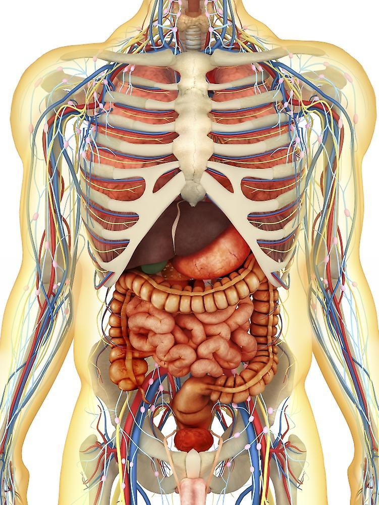 Posterazzi Human body with internal organs, nervous system, lymphatic system and circulatory system. Poster 12 X 16