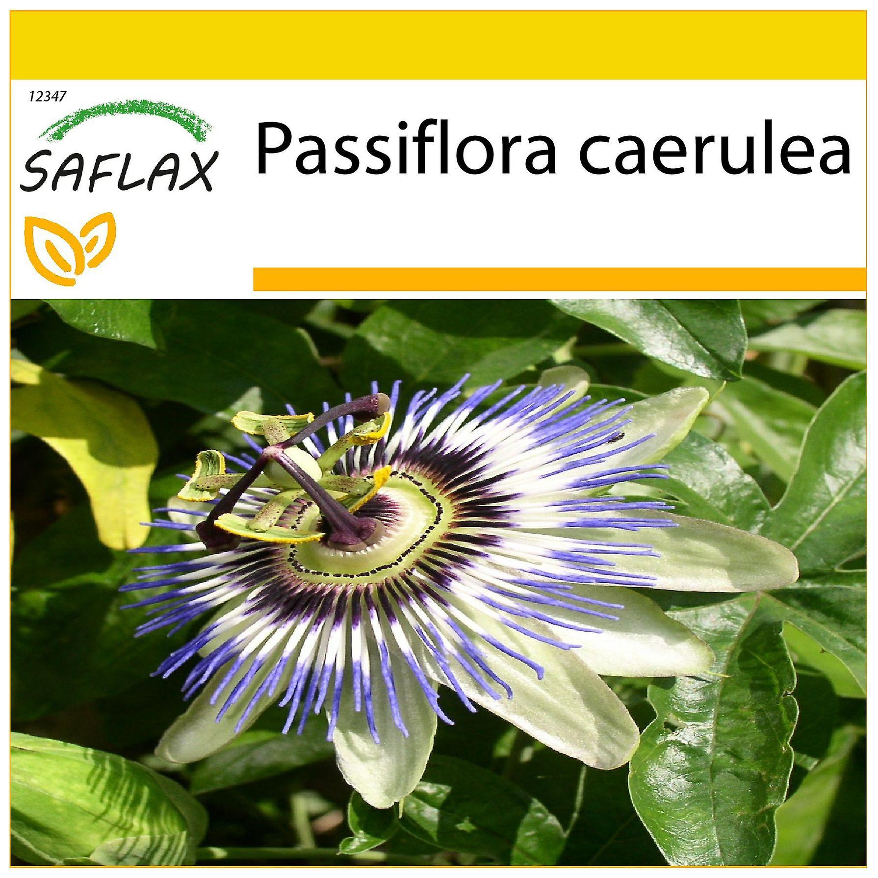 Saflax - Potting Set - 25 seeds - Passion Flower - Passiflore bleue - Fiore della passione - Flor de la pasión - Blaue Passionsblume