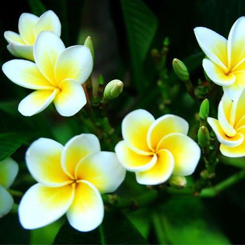 SIJIALI 100Pcs Plumeria Rubra Frangipani Hawaiian Lei Flower Seeds Garden Plants