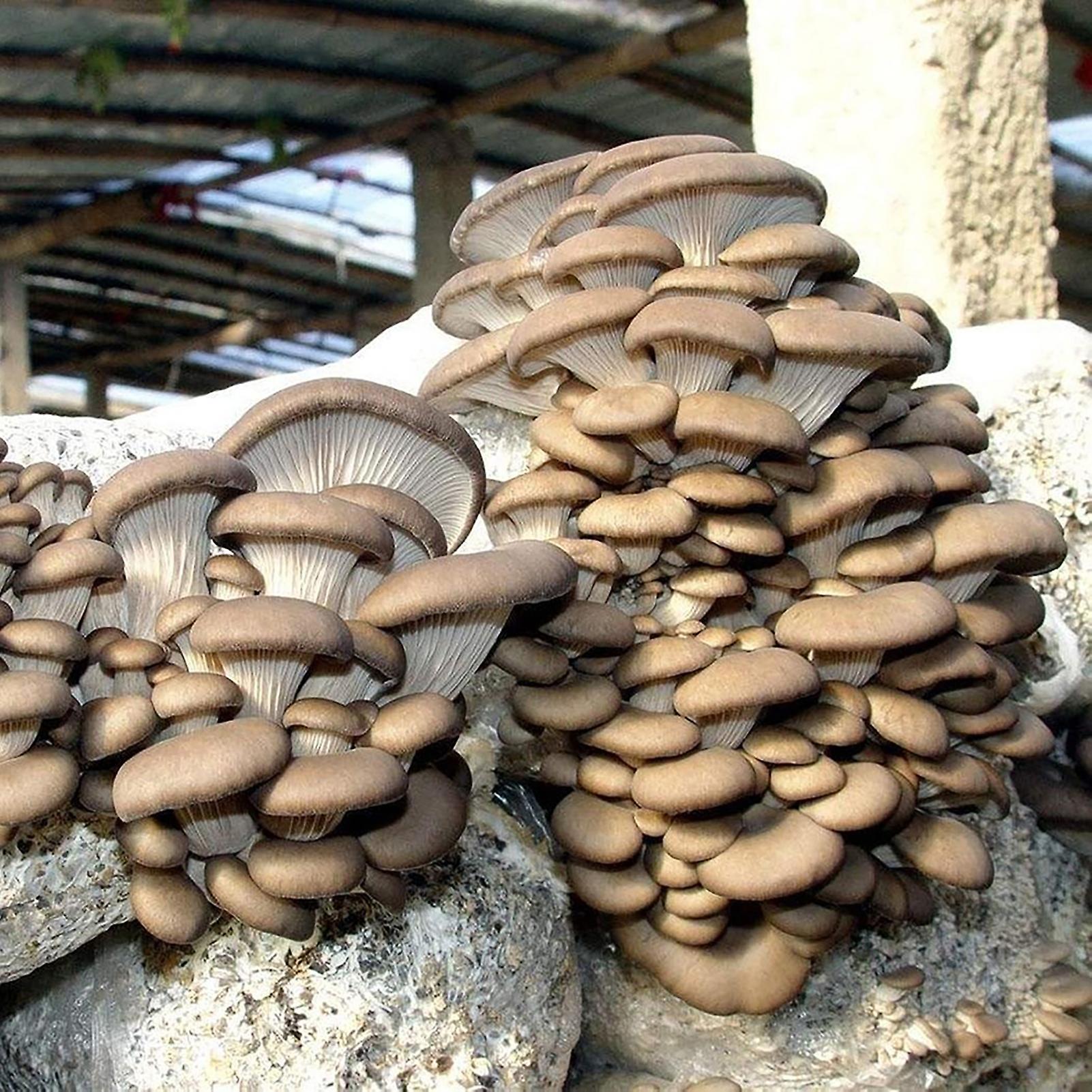 SIJIALI 150Pcs Mushroom Seeds - Delicious, Fragrant, and Productive Natural Garden Seeds for Farm