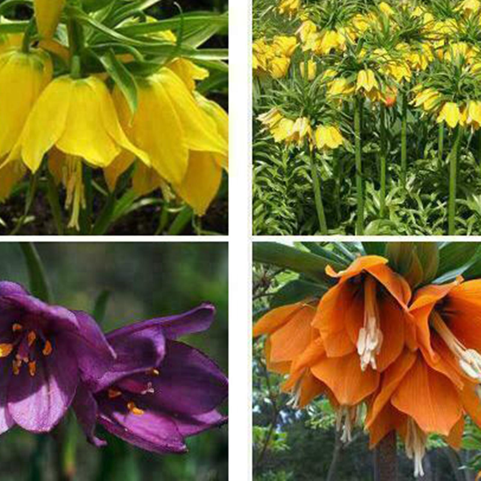 SIJIALI 200Pcs Seed Eco-friendly Fast Growth Fresh Fritillaria Flower Mixed Seeds for Home Purple Fritillary Flower