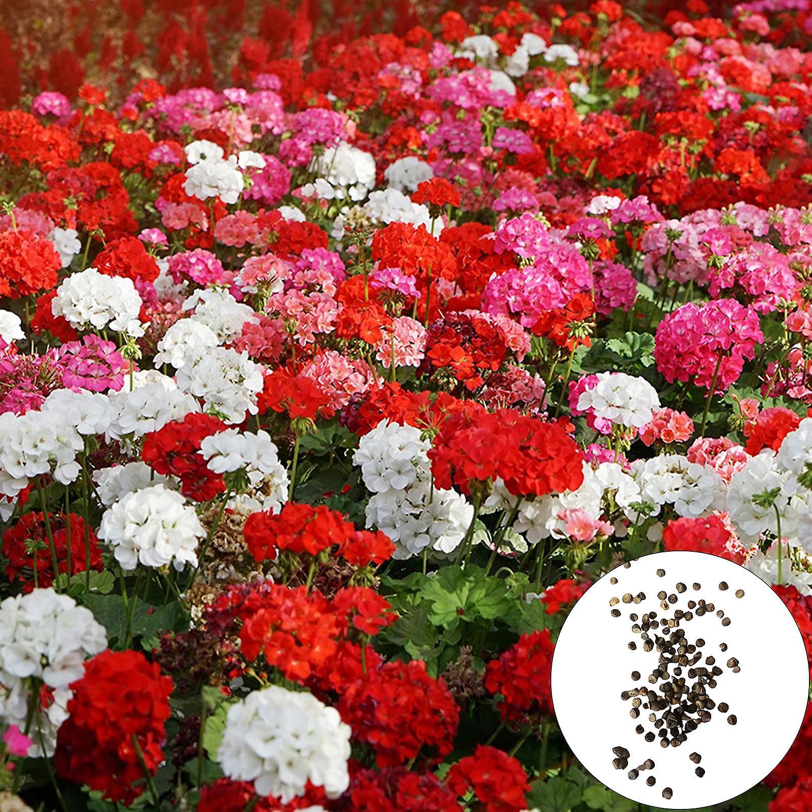 SIJIALI 200Pcs Geranium Seeds Fragrant Fantastic Mix Colors Landscaping Flower Seeds for Home