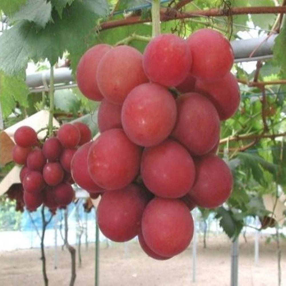 SIJIALI 50Pcs Grape Seeds Delicious Fruit Courtyard Garden Roof Balcony Plant