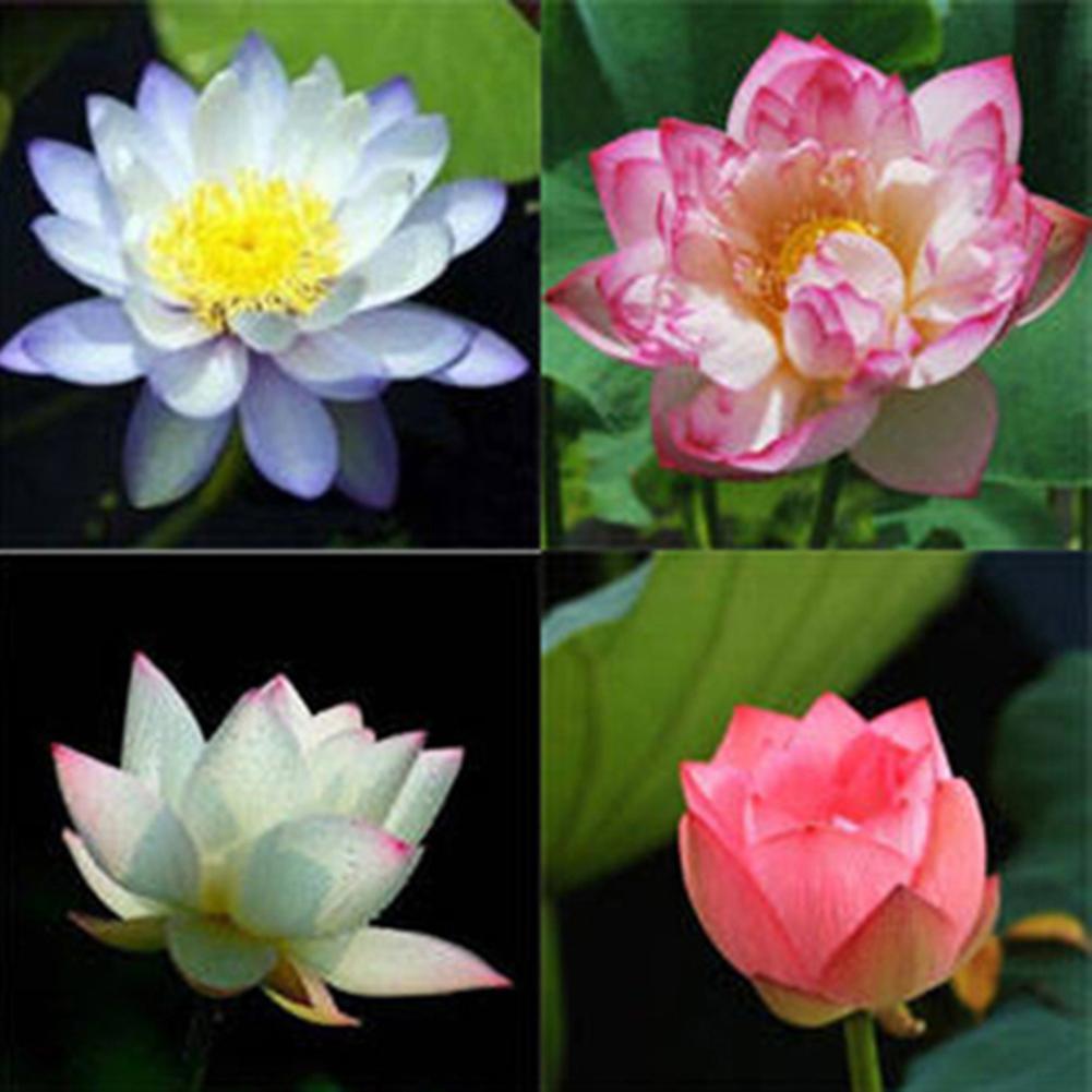 SIJIALI 20Pcs Bowl Lotus Seeds Bonsai Plants Home Garden Hydroponic Flower Decoration Multicolor