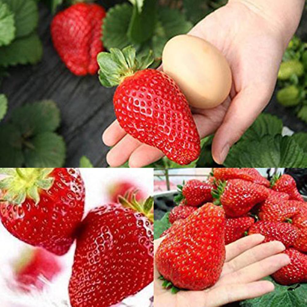 SIJIALI 300Pcs Giant Strawberry Seeds Garden Yard Farm Delicious Balcony Bonsai Decor