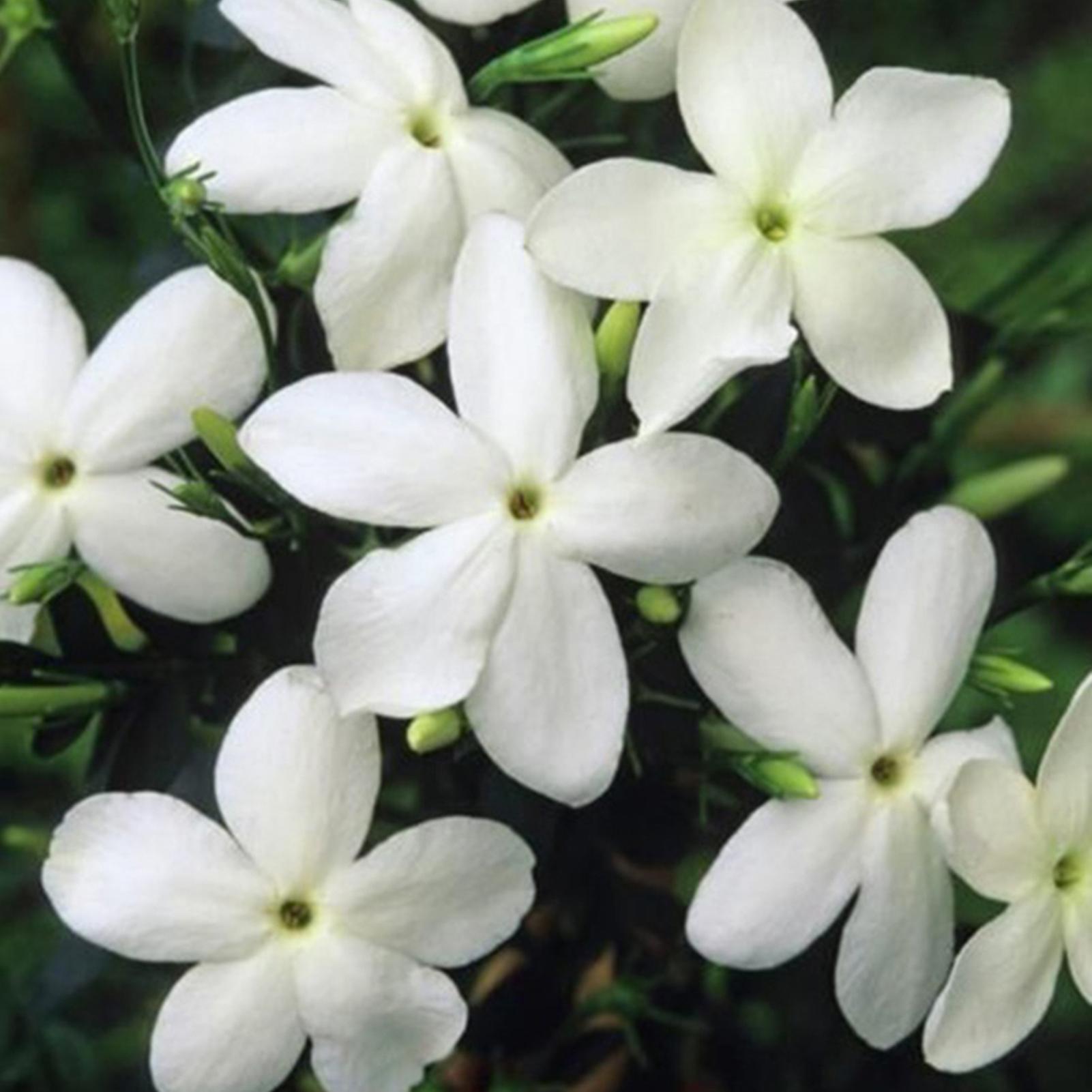 SIJIALI 200Pcs Jasminum Seeds Flourishing Drought Intolerant White Flower Plant Seeds for Balcony