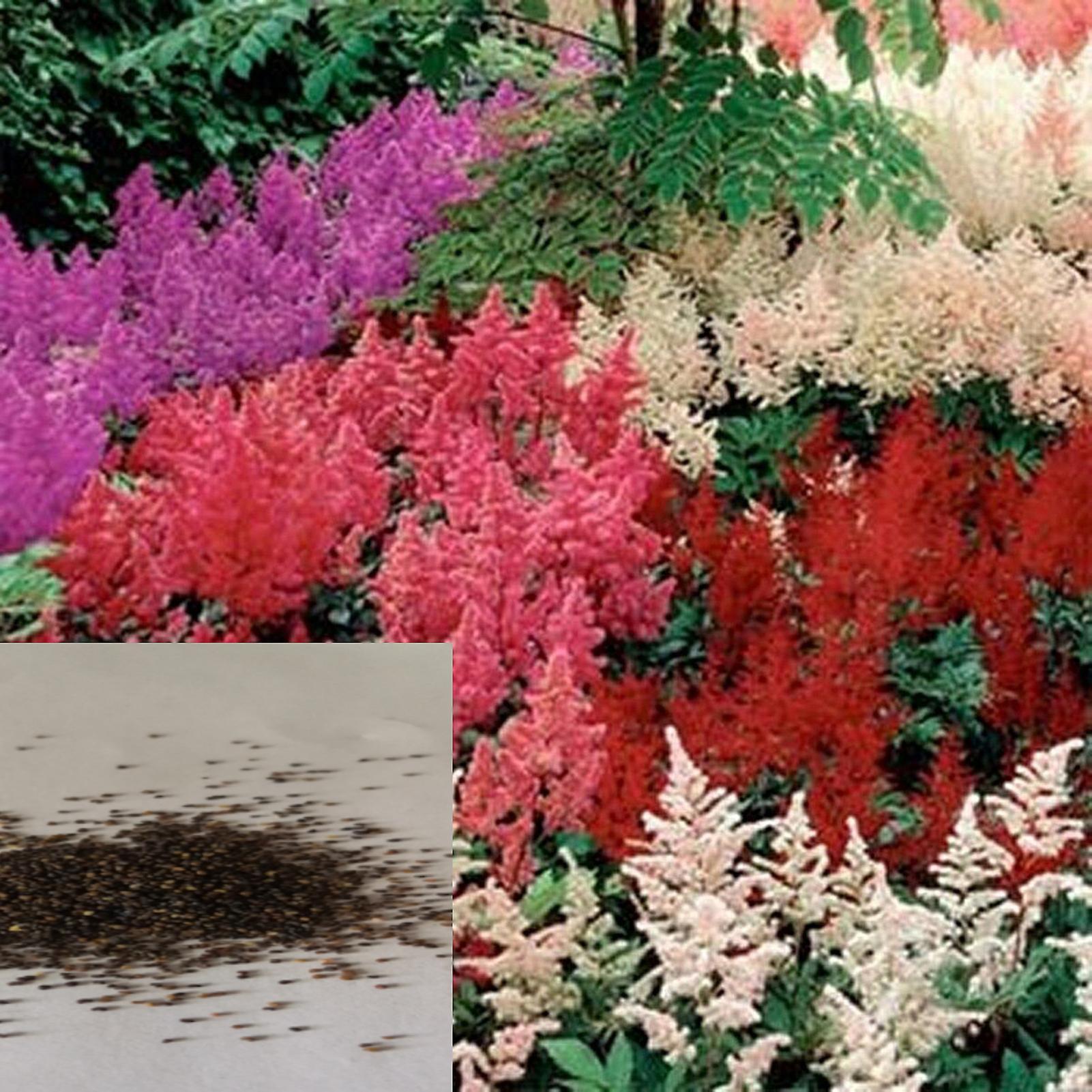 SIJIALI 50Pcs Astilbe Seeds Mix Color Full of Vitality Bright Natural Garden Astilbe Seedlings for Bonsai