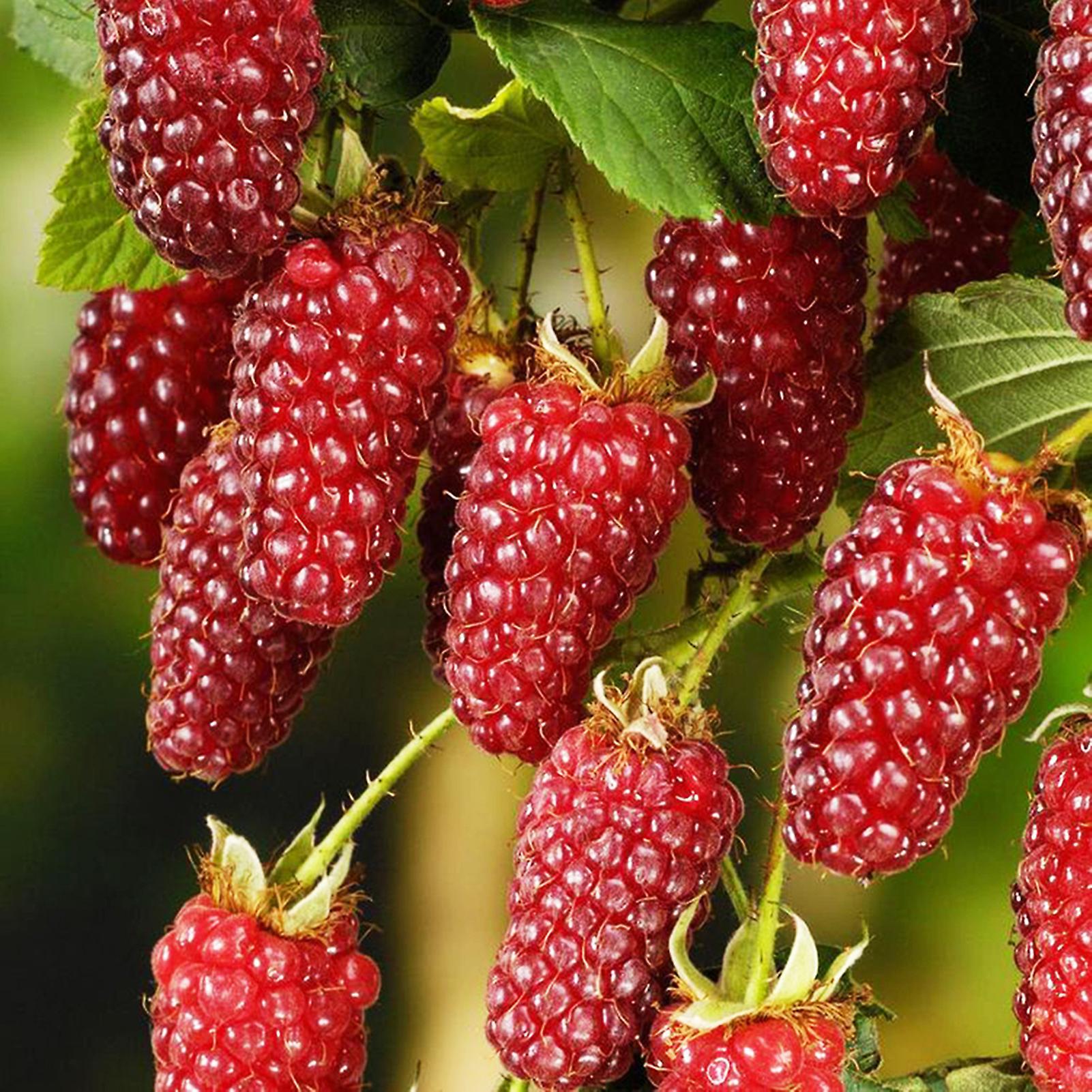 SIJIALI 50Pcs Raspberry Seeds Delicious Non-GMO Red Berries Fruit Seeds for Farm Red Raspberry Seeds