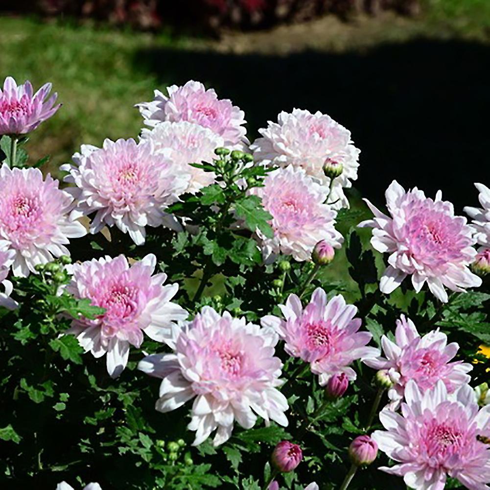 SIJIALI 100Pcs Ground-cover Chrysanthemum Seeds Home Garden Yard Flower Bonsai Decor Pink