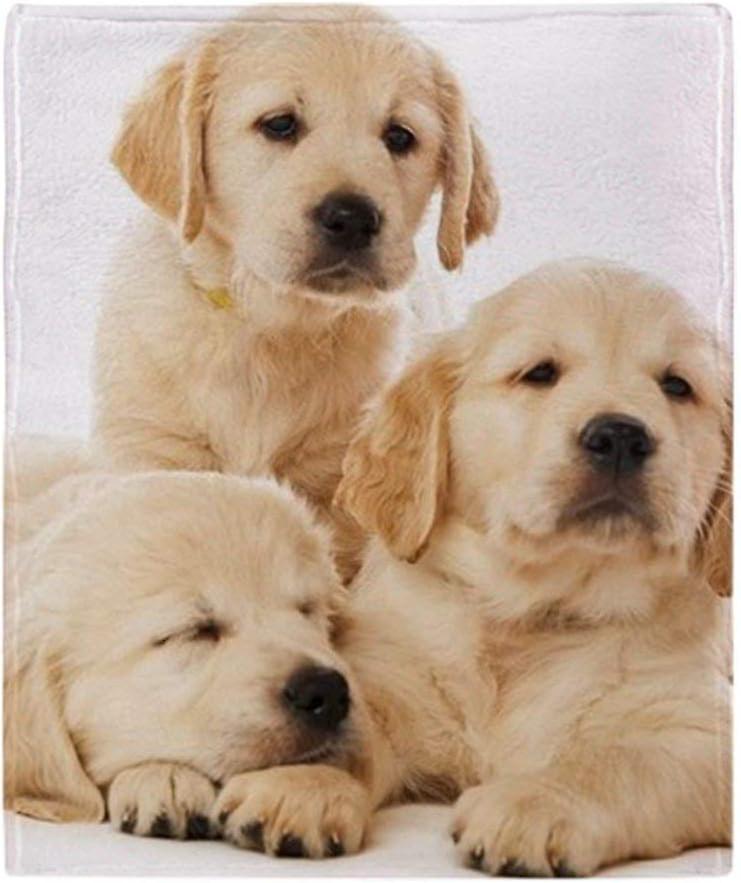 Kerota Soft Fleece Blanket Golden Retriever Puppies,  Throw Suitable for Sofa or Bed 50x40in 125x100cm