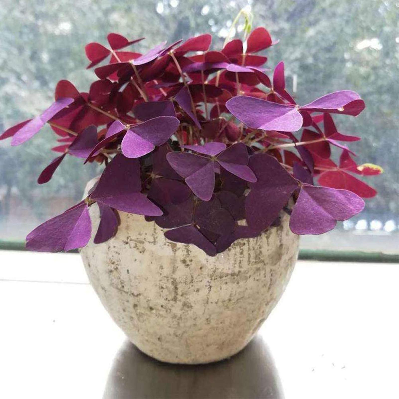 SIJIALI 100Pcs Shamrock Seeds Fresh Desktop Decor Purple Clover Bonsai Seedlings for Garden Seed