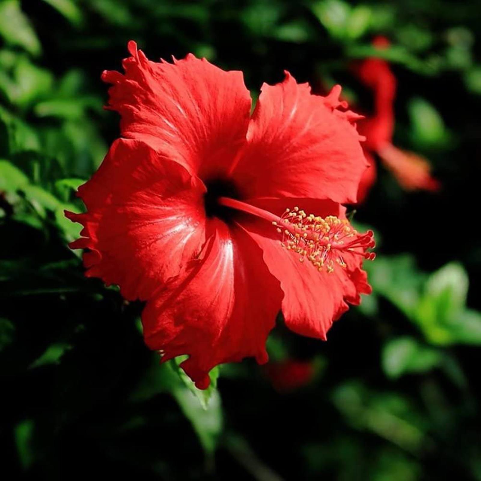 SIJIALI 100Pcs Hibiscus Seeds Rare Blooming Plants Giant Landscaping Flower Seeds for Garden