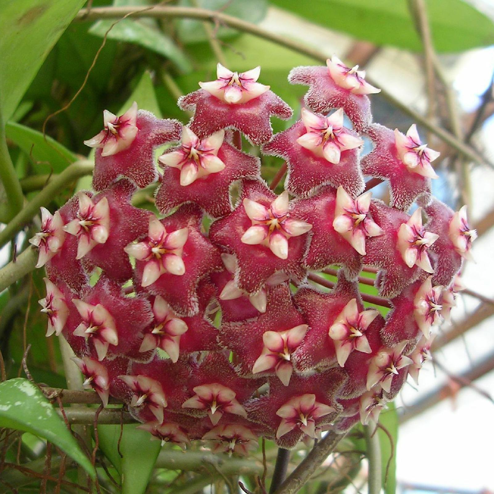 SIJIALI 100Pcs Hoya Pubicalyx Seeds Viable Easy to Plant Fresh Aromatic Porcelain Flower Seedlings for Park Seed