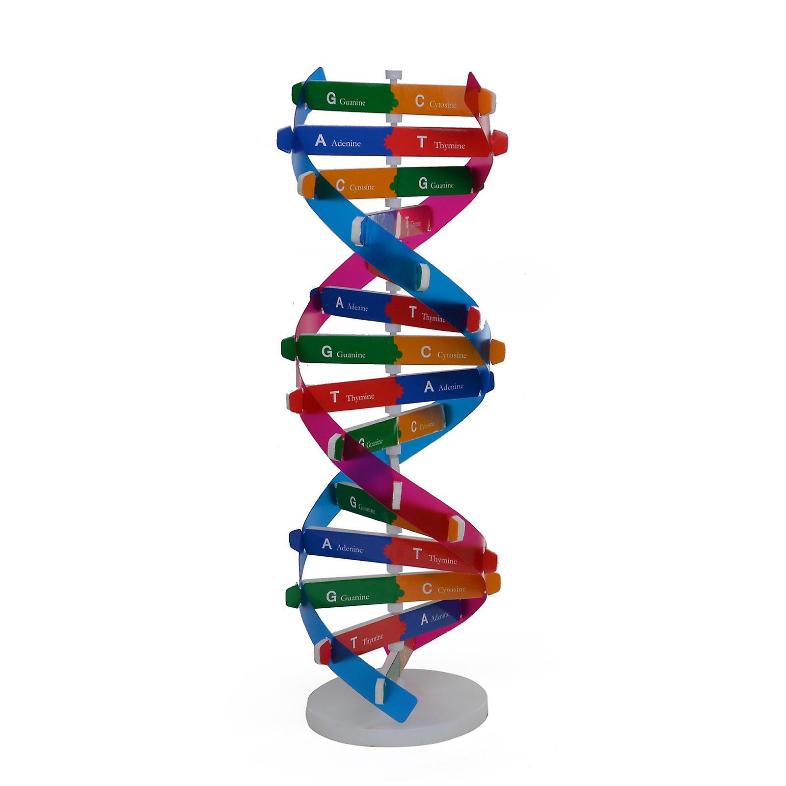 ohfruit DNA model double helix structure human gene science popularization teaching aid toy