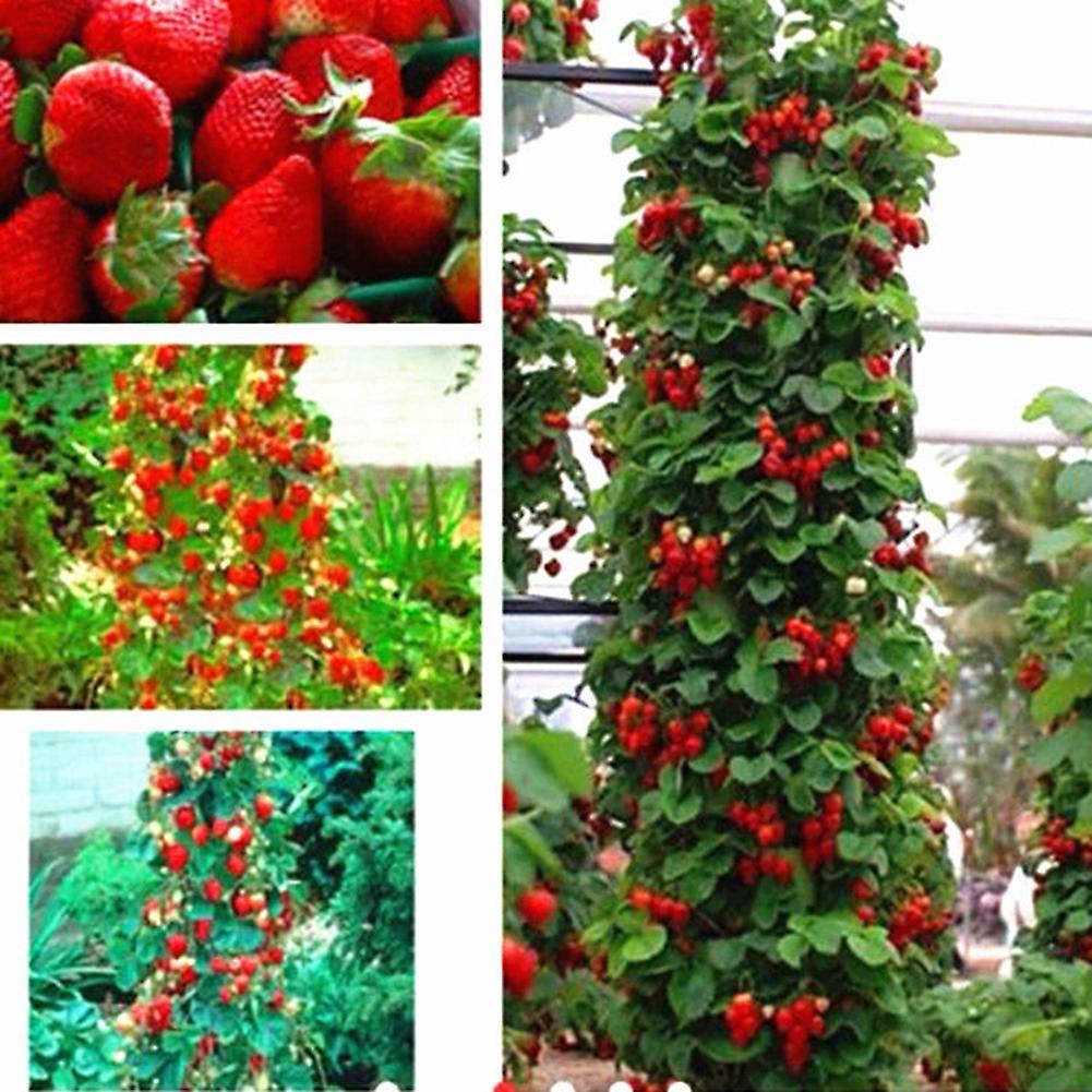 SIJIALI 50 Pcs Red Strawberry Seeds Home Garden Fruit Potted Decoration Climbing Plants