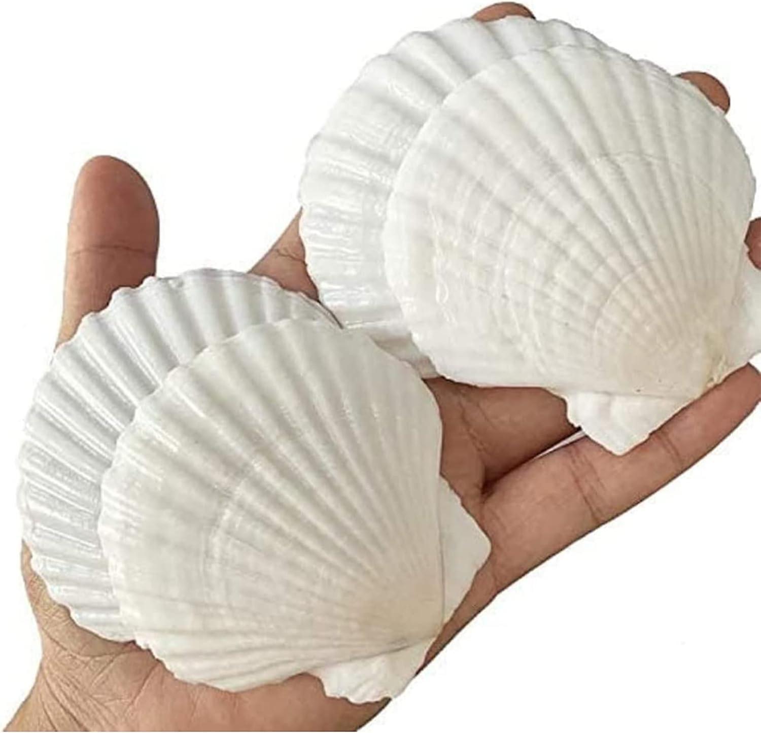 Syzyql 25pcs White Scallops Shell - Natural Seashells For Crafting Diy Fish Tank Vase