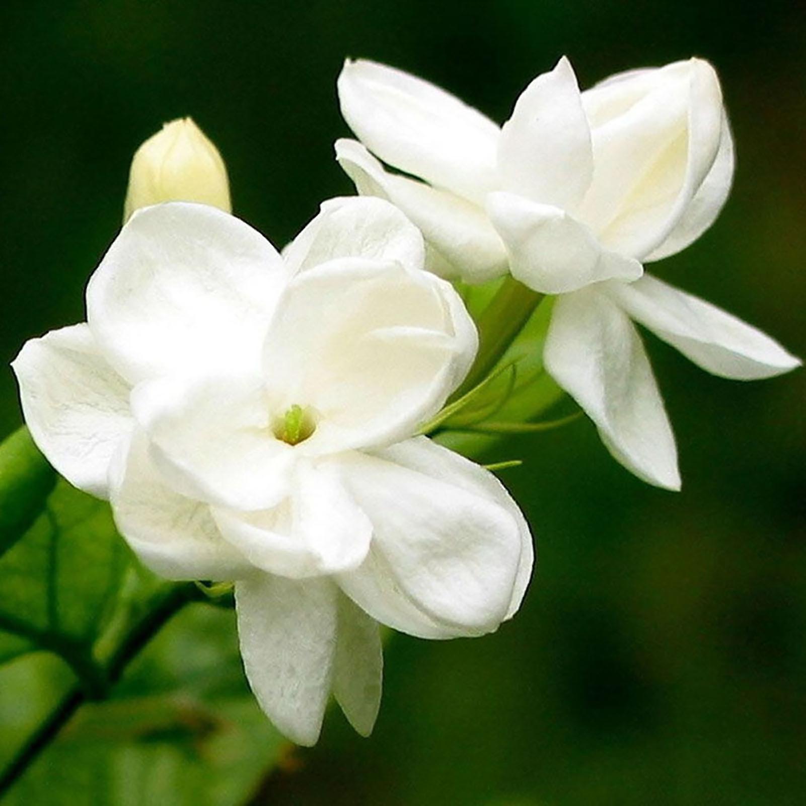 SIJIALI 100Pcs Jasmine Seeds Fragrant Landscaping Decor White Bloom Aromatic Flower Seedlings for Garden Arabian Jasmine Seeds