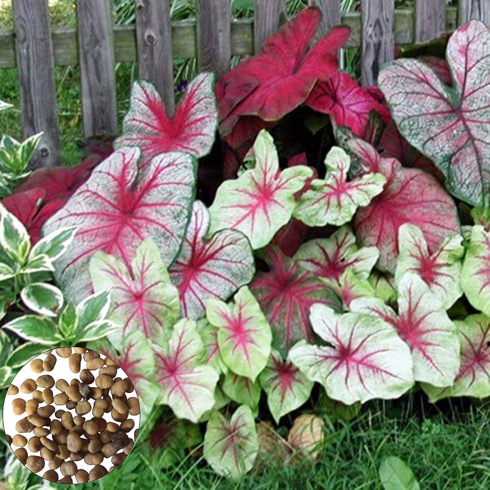 SIJIALI 200Pcs Caladium Seeds Full of Vitality Fast Growing Prolific Bonsai Garden Plants Bulbs for Balcony Mix Color