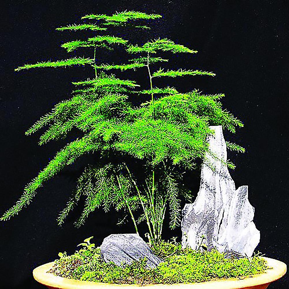 SIJIALI 8Pcs Asparagus Fern Seeds Perennial Herbs Potted Bonsai Plant for Home Garden