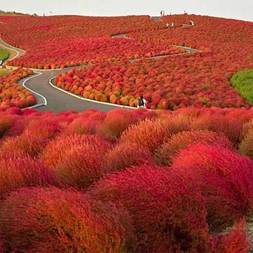 SIJIALI 100Pcs Kochia Scoparia Ornamental Plant Flower Seeds Garden Yard Bonsai Decor Orange Red