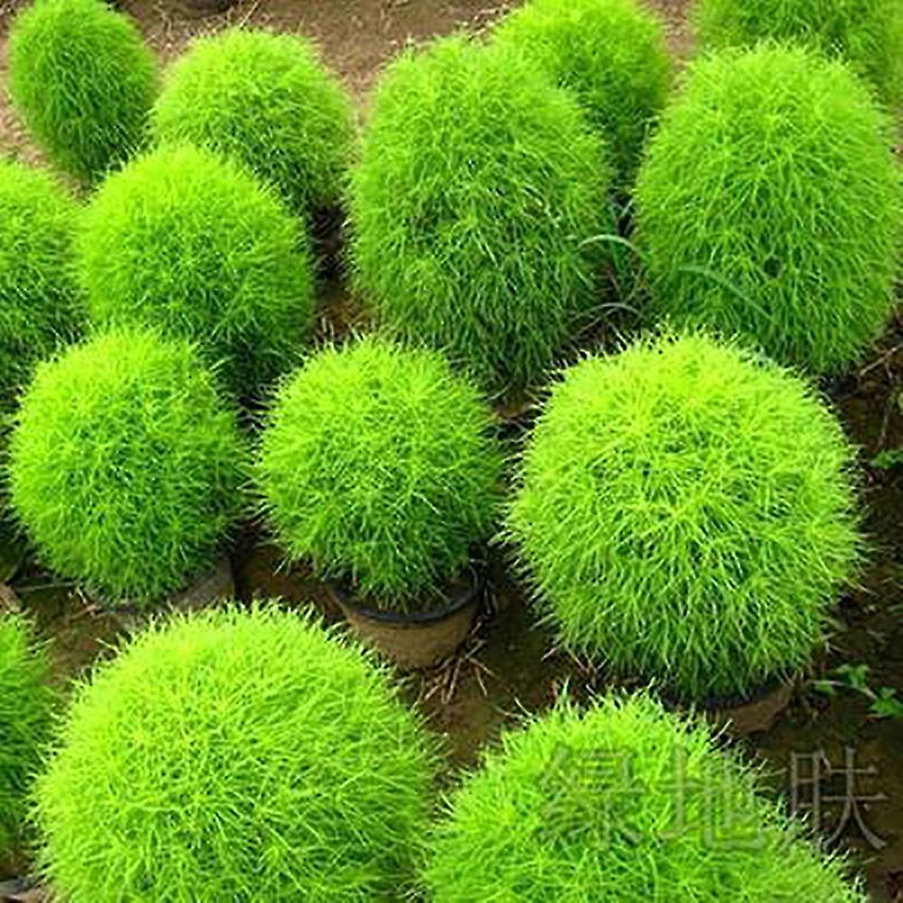 SIJIALI 100Pcs Kochia Scoparia Ornamental Plant Flower Seeds Garden Yard Bonsai Decor Green