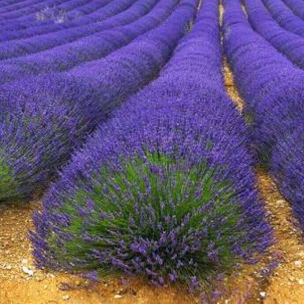 SIJIALI 400Pcs Lavender Seeds Fragrant Home Garden Bonsai Plant Lavandula Flower Decor