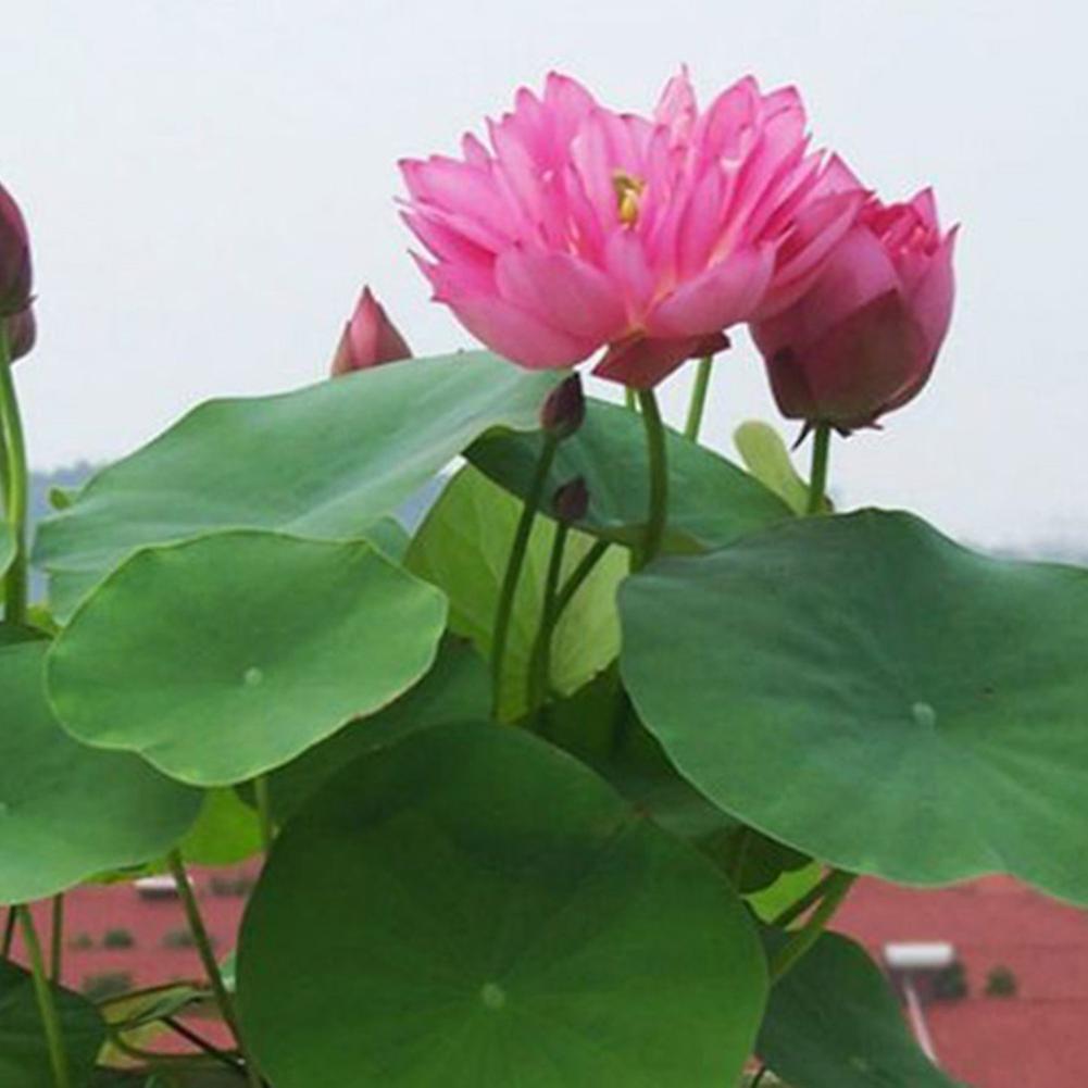 SIJIALI 10Pcs Bonsai Lotus Water Lily Flower Pond Fresh Plant Seeds Garden Decoration