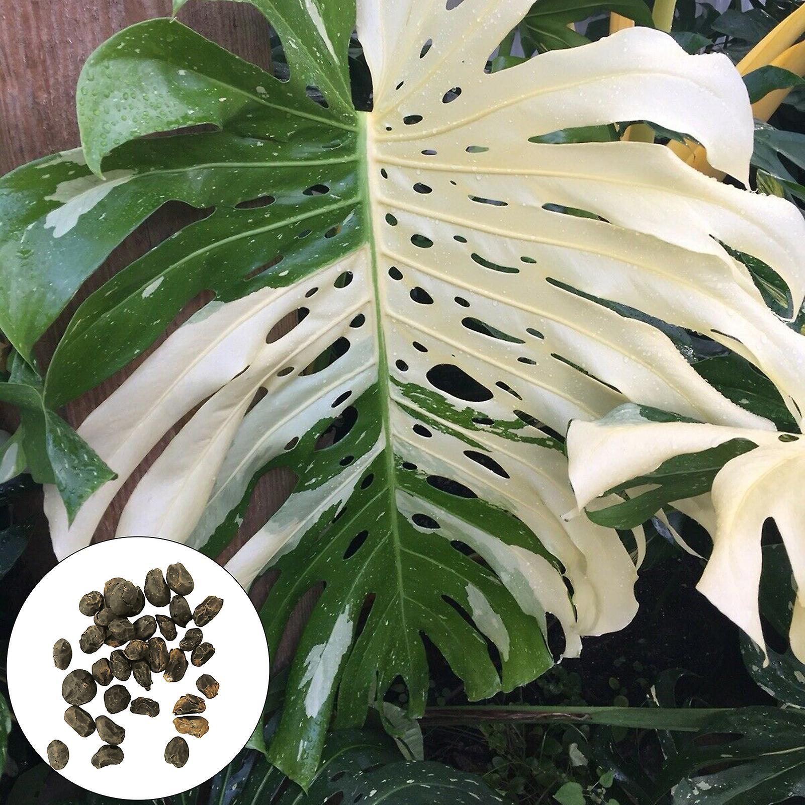 Auleset 50Pcs/Bag Monstera Seeds Well-adapted Decorative Garden Supplies Quick Growing Monstera Ceriman Seeds for Office Seed