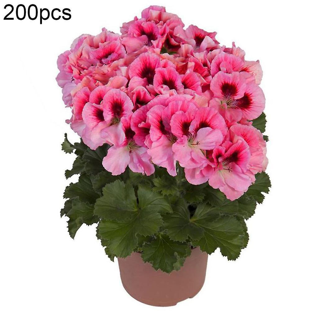 SIJIALI 200Pcs Geranium Seeds Flower Plant Office Bonsai Home Garden Balcony Yard Decor 200pcs,Geranium Seeds