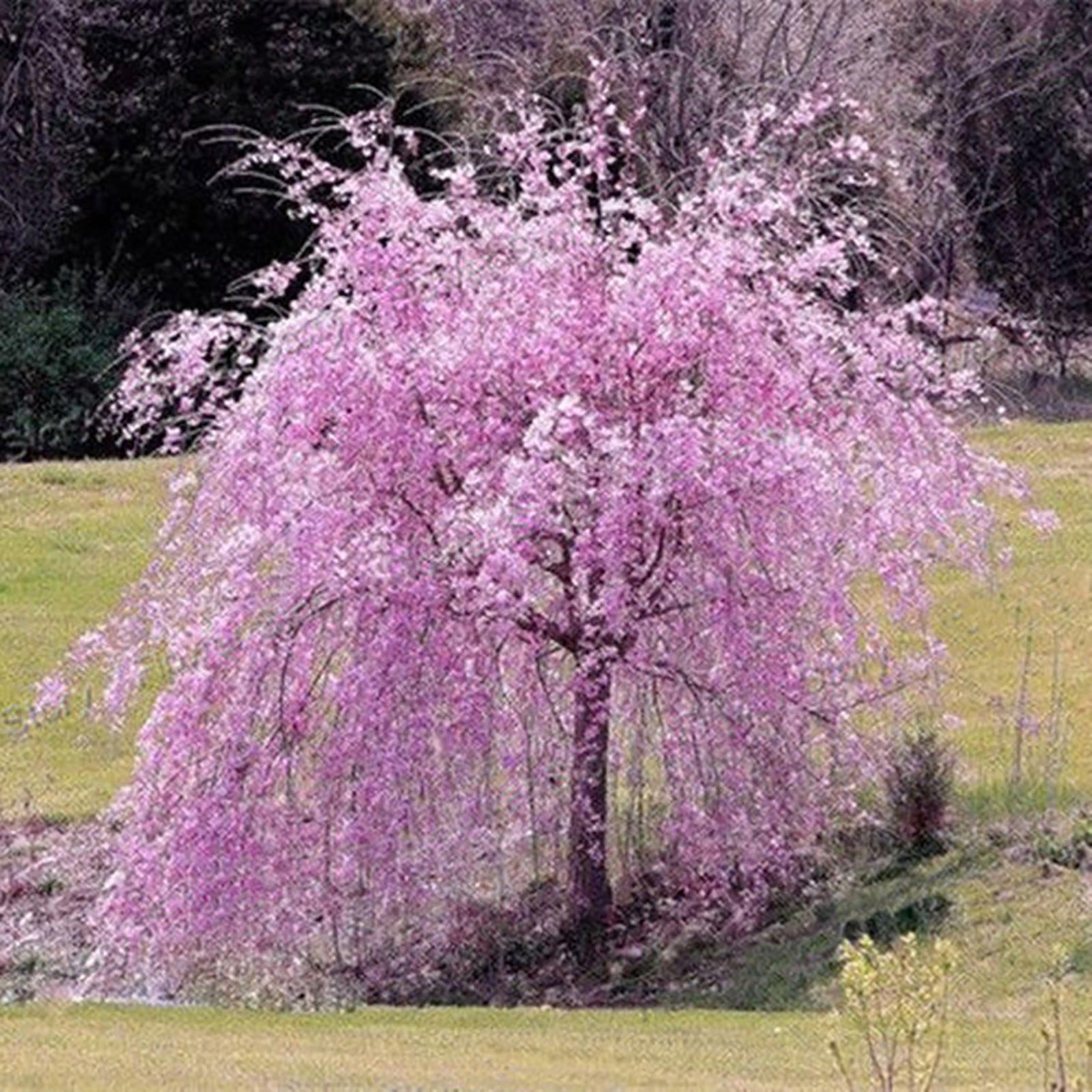 SIJIALI 20Pcs Sakura Seeds Natural Viable Showy Sakura Tree Seeds for Garden